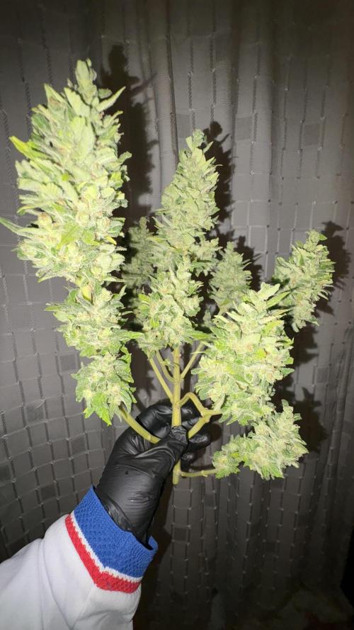 Mix auto - BSF y Dutch Passion. Week 14