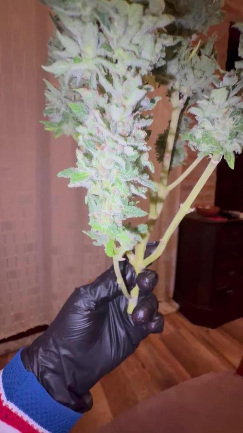 Mix auto - BSF y Dutch Passion