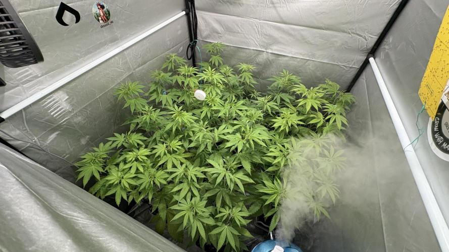 ultimo ciclo del año🌱💚. Week 9