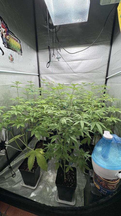 ultimo ciclo del año🌱💚. Week 9