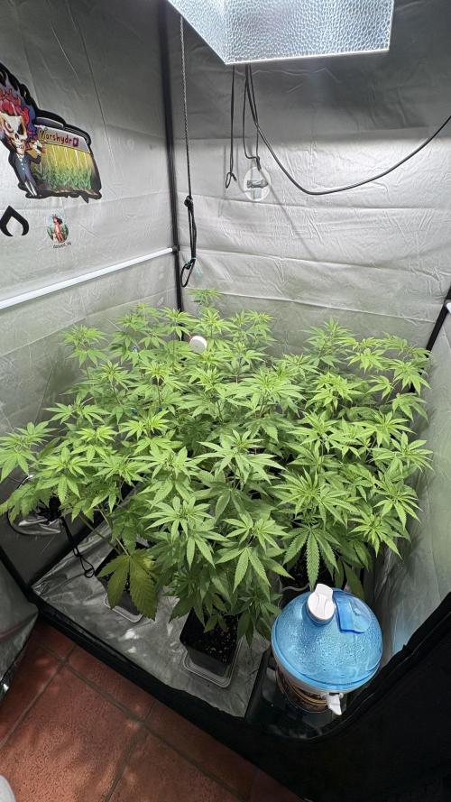 ultimo ciclo del año🌱💚. Week 9