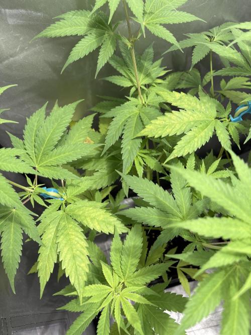 ultimo ciclo del año🌱💚. Week 9