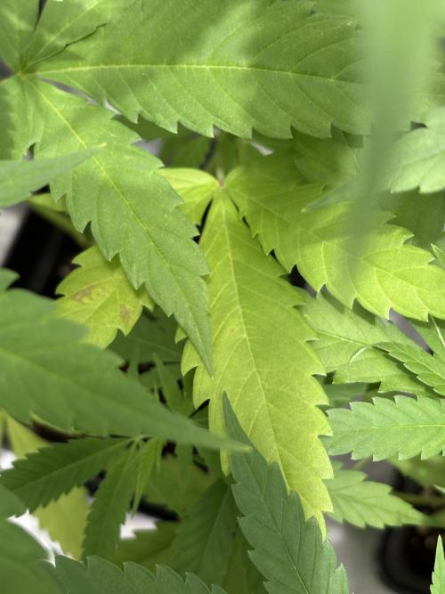 ultimo ciclo del año🌱💚. Week 9