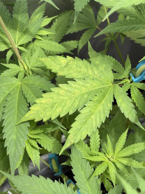 ultimo ciclo del año🌱💚. Week 9