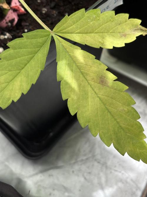 ultimo ciclo del año🌱💚. Week 9