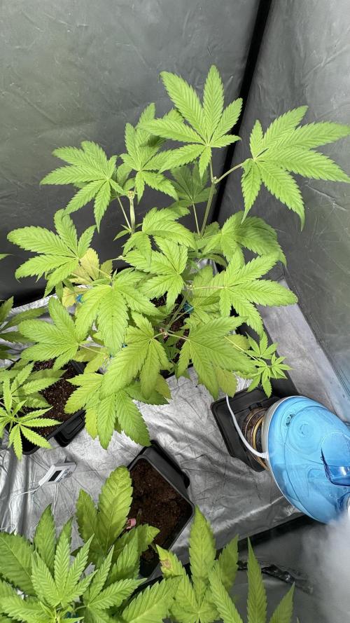 Oreoz Milkshake. Week 6