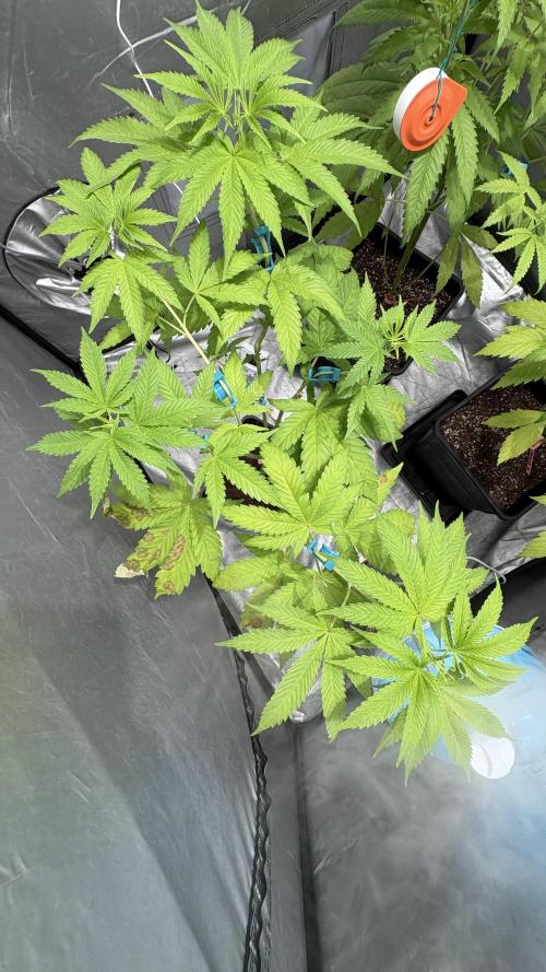 Oreoz Milkshake. Week 6