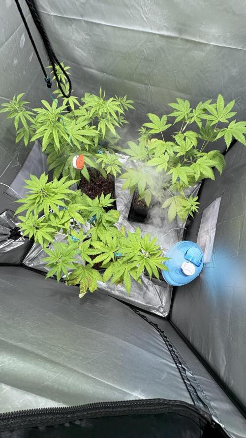 Oreoz Milkshake. Week 6