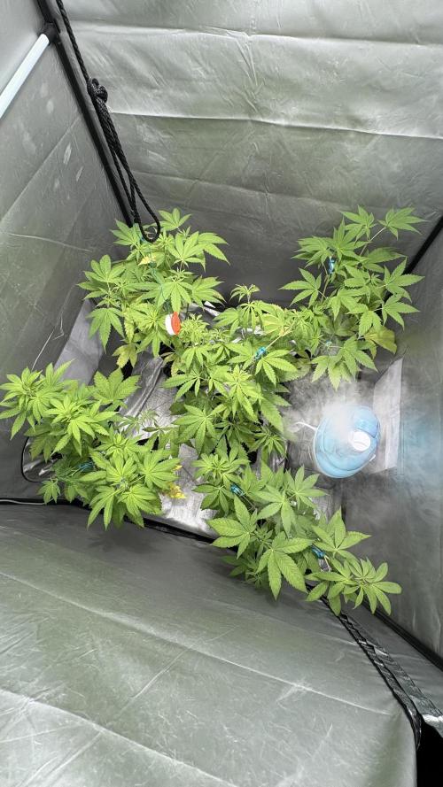 Oreoz Milkshake. Week 6