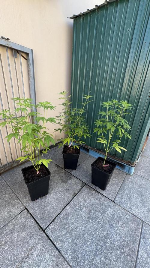 Oreoz Milkshake. Week 6