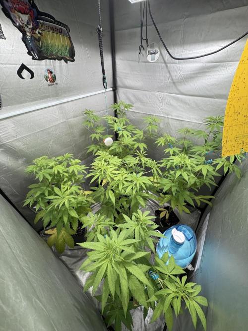 Oreoz Milkshake. Week 6