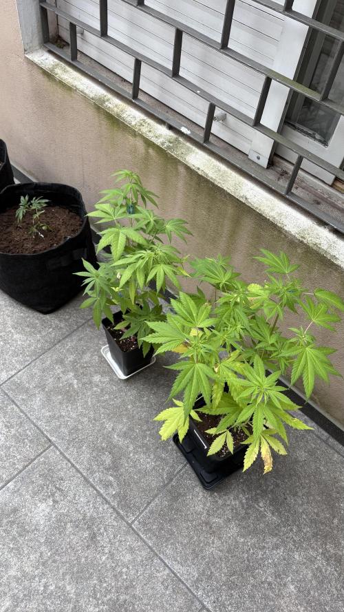 Oreoz Milkshake. Week 6