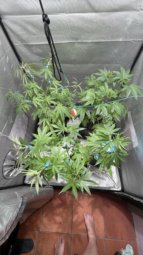 Oreoz Milkshake. Week 7