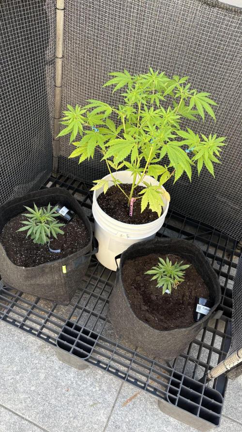 ultimo ciclo del año🌱💚. Week 10