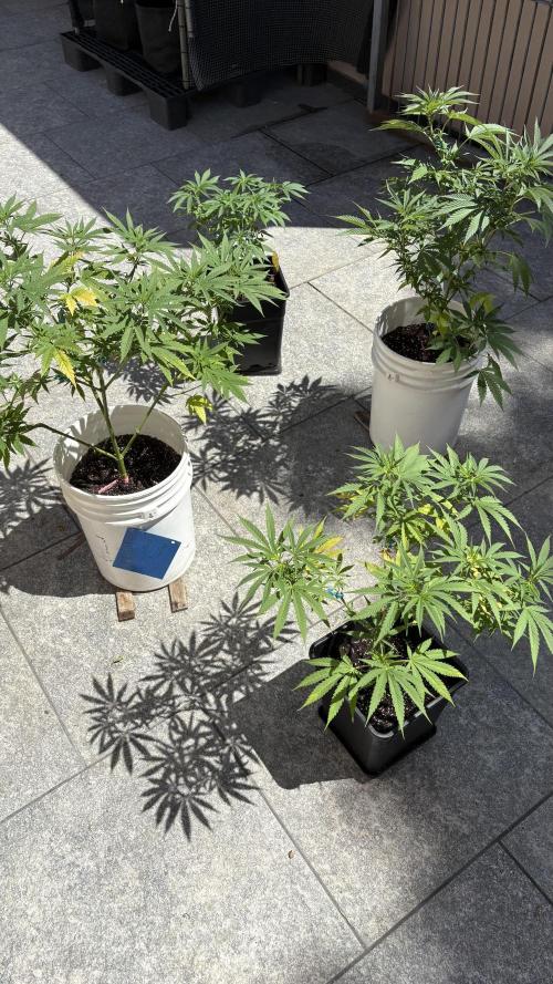 ultimo ciclo del año🌱💚. Week 10