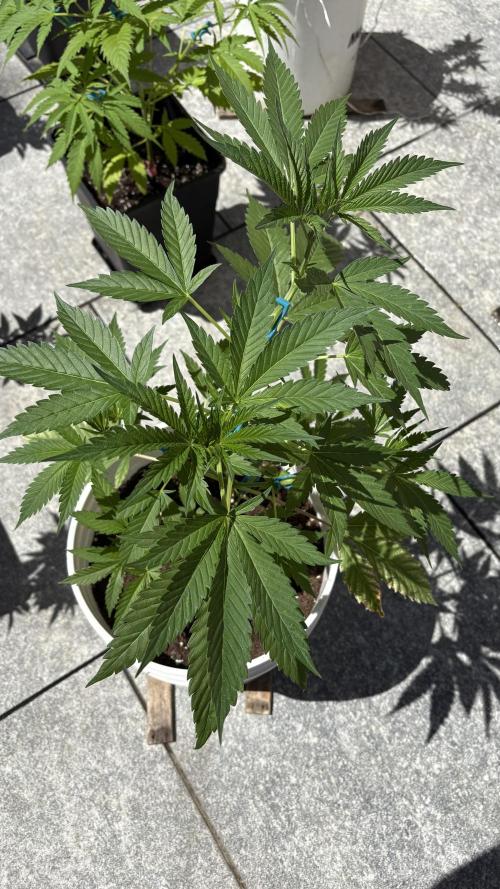 Bike Exterior. Week 8