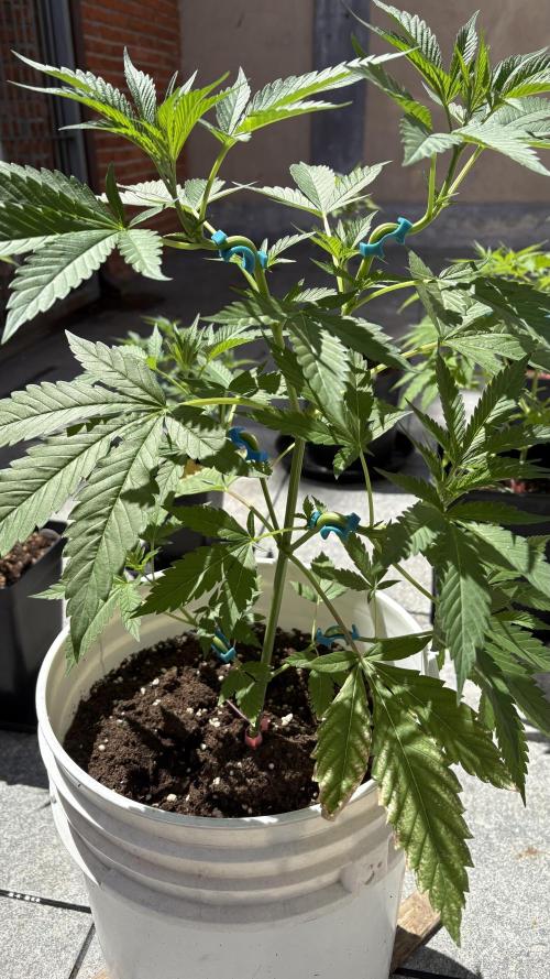 Bike Exterior. Week 8