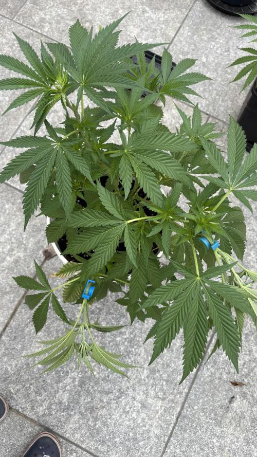 Bike Exterior. Week 9