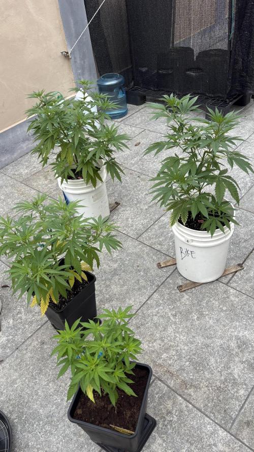 Bike Exterior. Week 9