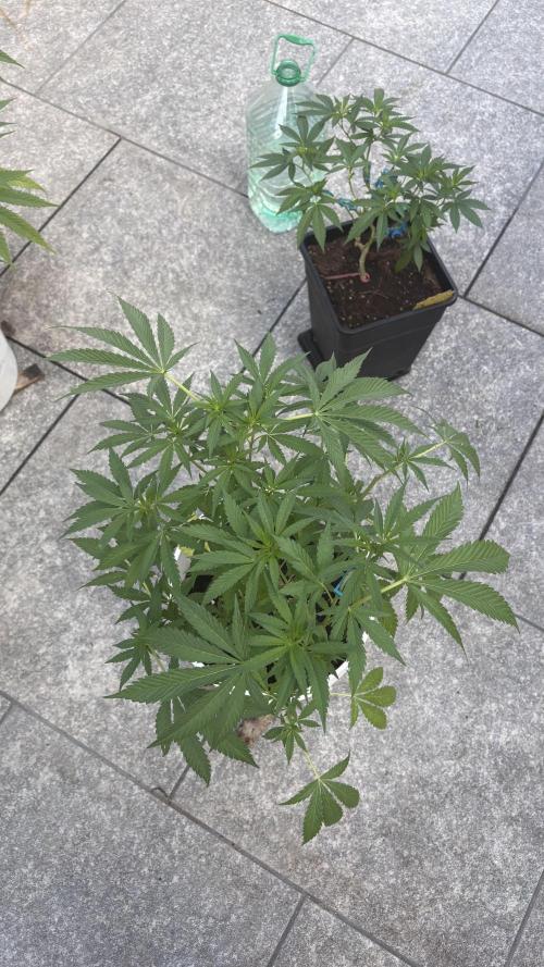 Bike Exterior. Week 12