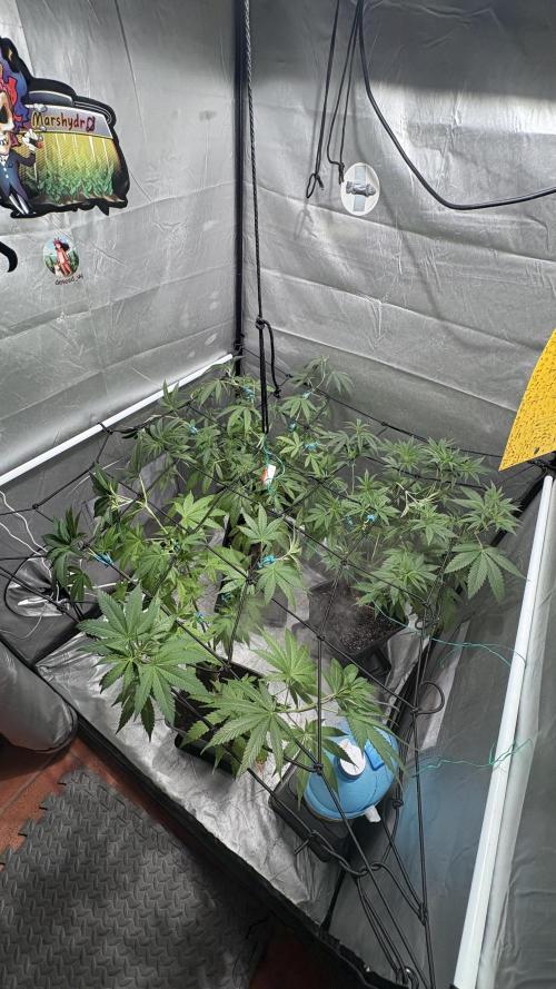 Oreoz Milkshake. Week 8