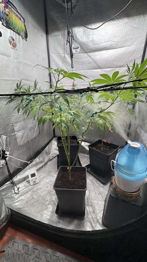 Oreoz Milkshake. Week 8