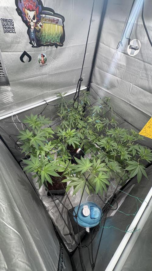 Oreoz Milkshake. Week 8