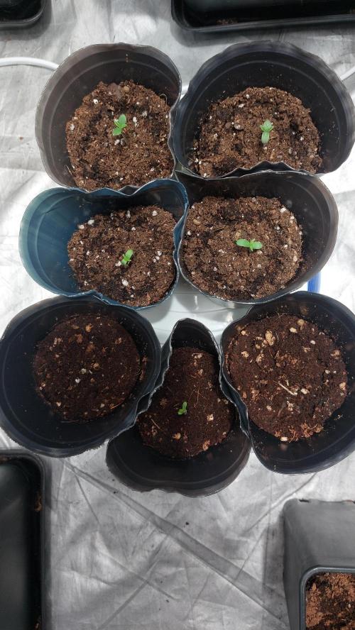 Gelato exterior. Week 4