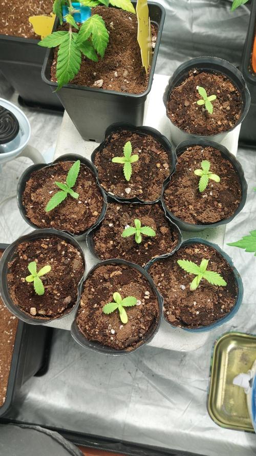 Gelato exterior. Week 4