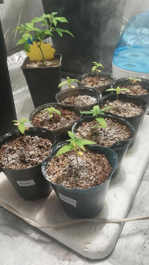 Gelato exterior. Week 4