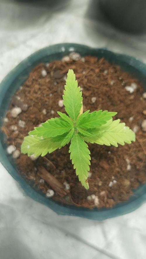 Gelato exterior. Week 4