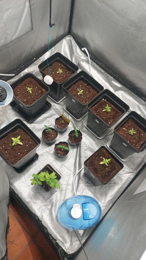 Gelato exterior. Week 4