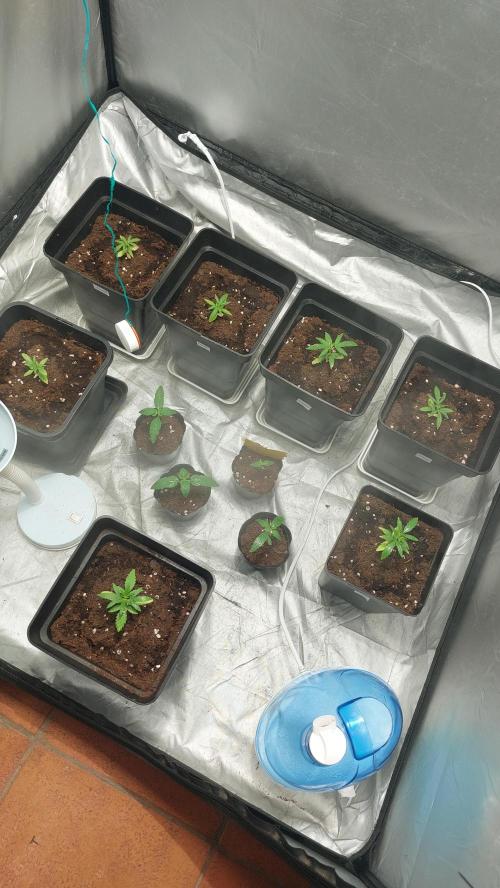 Gelato exterior. Week 4