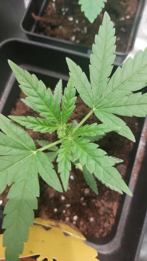 Gelato exterior. Week 5