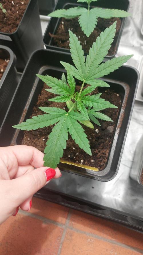 Gelato exterior. Week 5