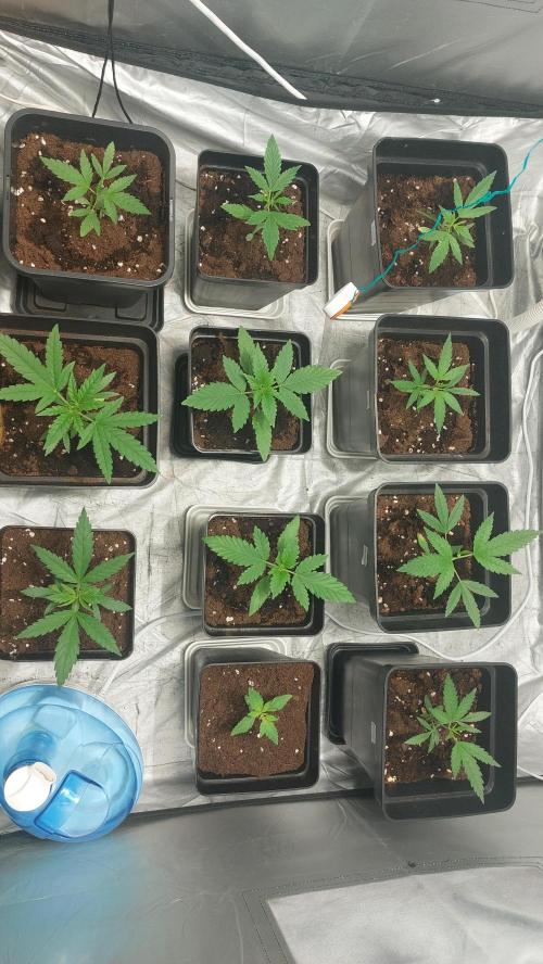 Gelato exterior. Week 5