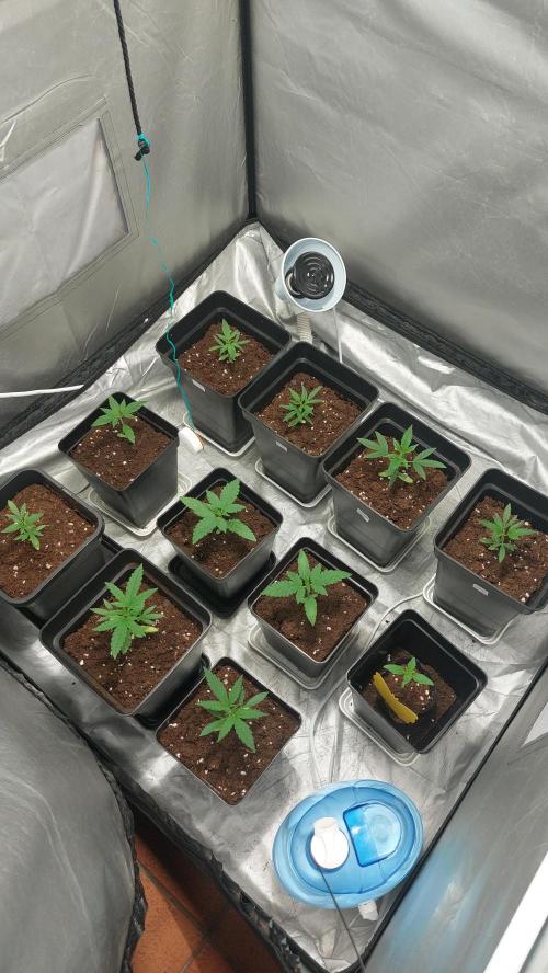 Gelato exterior. Week 5