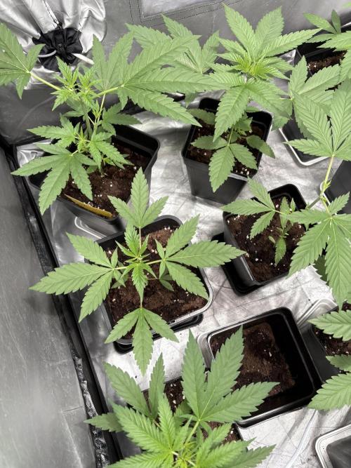 Gelato exterior. Week 10