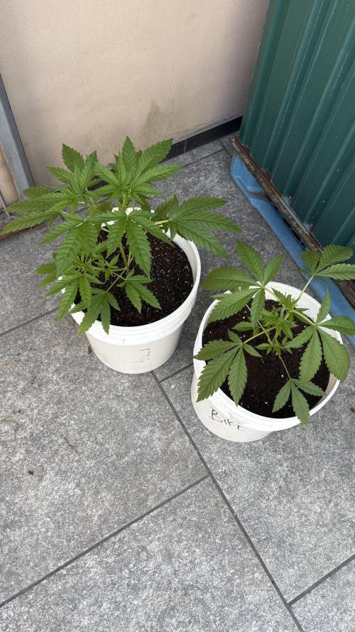 Gelato exterior. Week 10