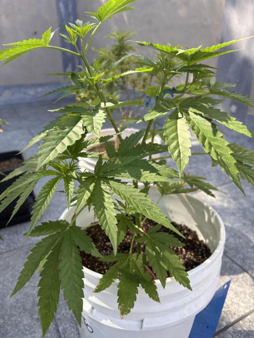 Gelato exterior. Week 10