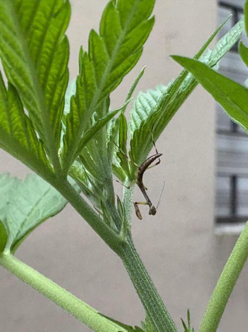Gelato exterior. Week 10