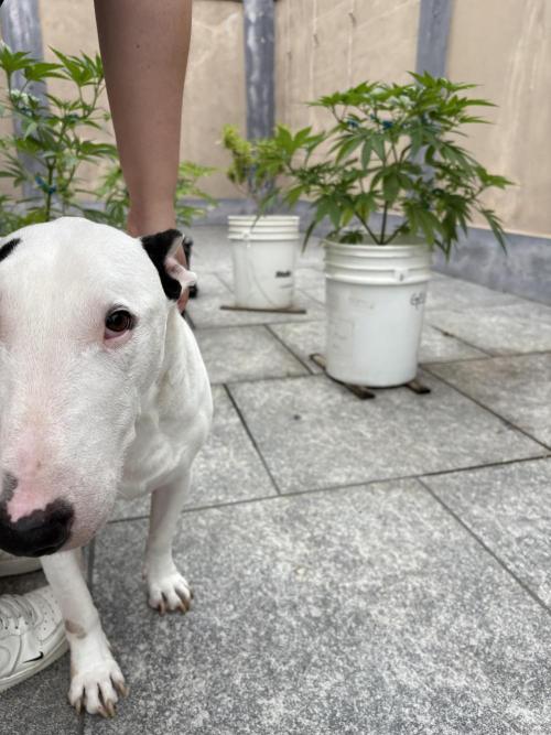 Gelato exterior. Week 10