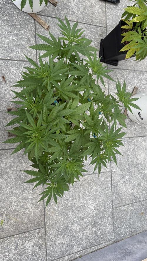 Gelato exterior. Week 10