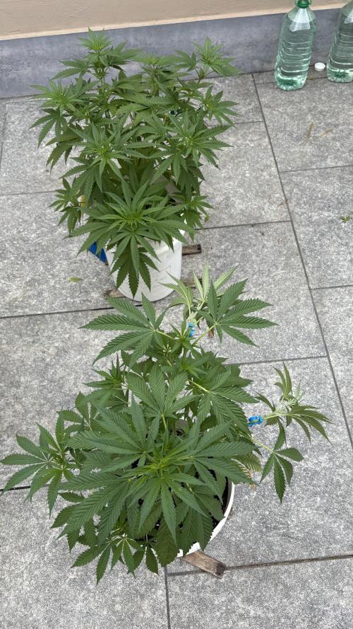 Gelato exterior. Week 10