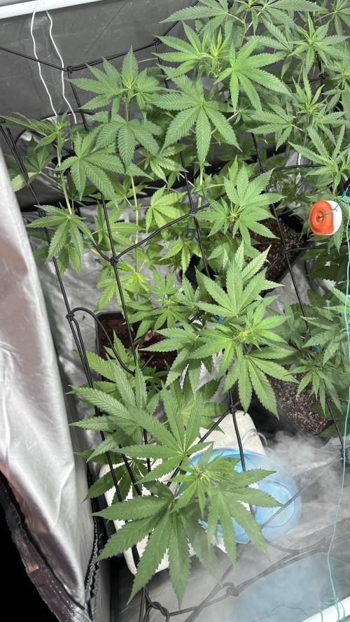 Oreoz Milkshake. Week 9 - F1