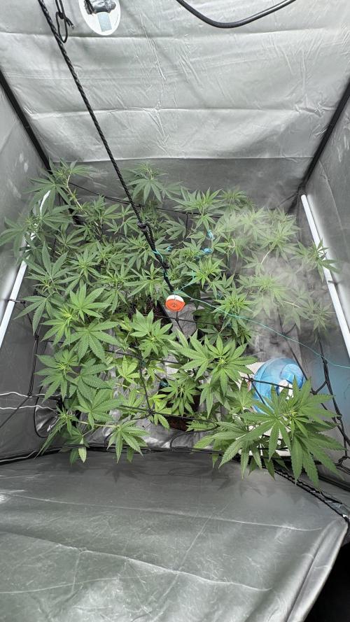 Oreoz Milkshake. Week 9