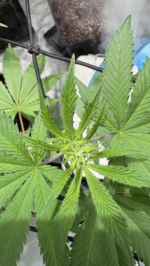 Oreoz Milkshake. Week 9