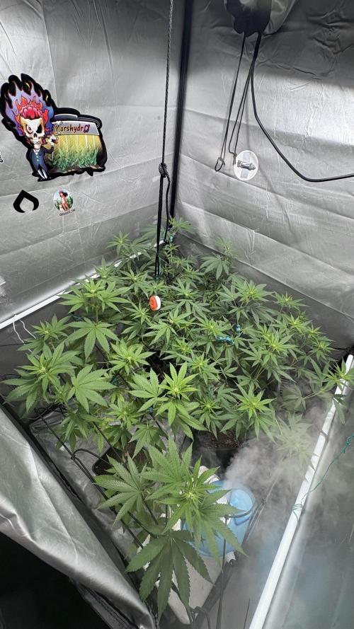 Oreoz Milkshake. Week 10