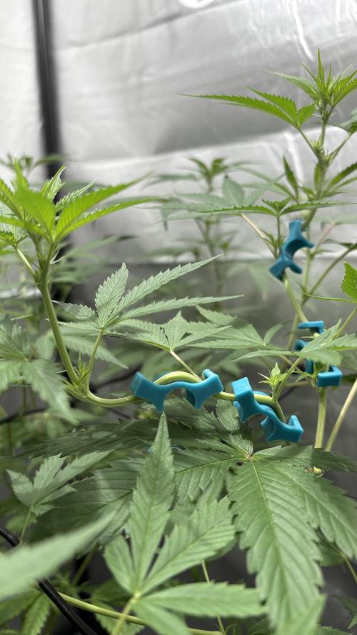 Oreoz Milkshake. Week 10