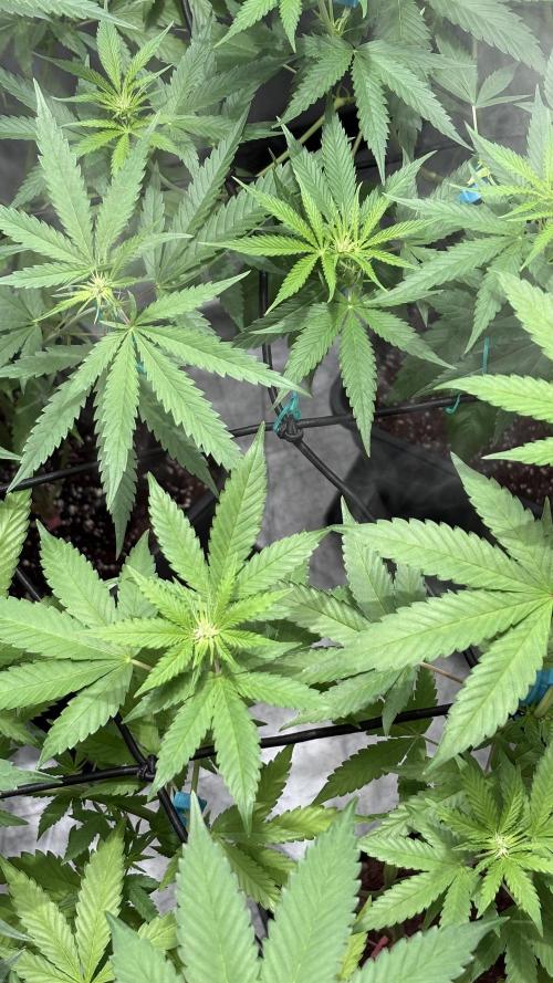 Oreoz Milkshake. Week 10